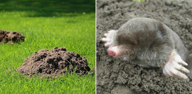 Ang mga pakinabang ng mga moles at molehills