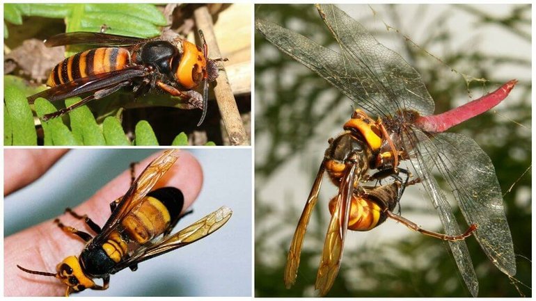 Les banyes es consideren vespes depredadores.