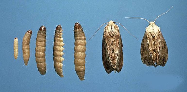 Moth biological cycle