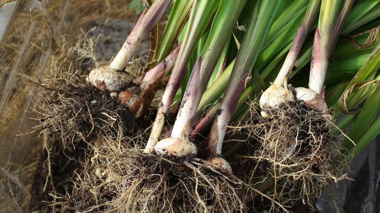 Tinkamas gladiolių iškasimas iš žemės
