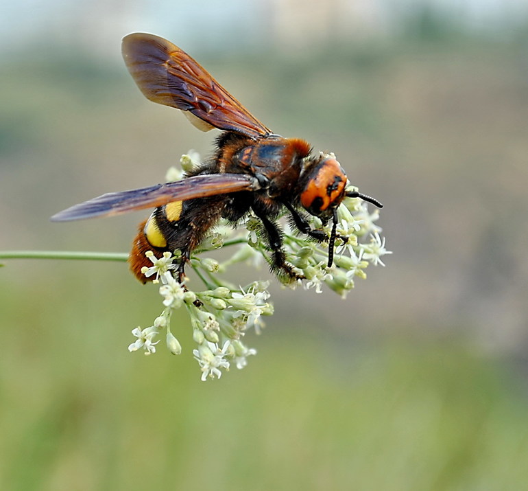 Una espècie de vespa: escoliosi