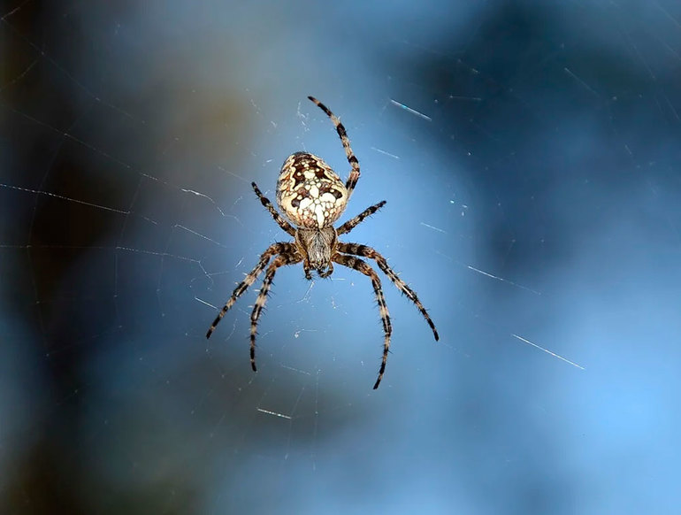 Is a spider a cross dangerous for humans