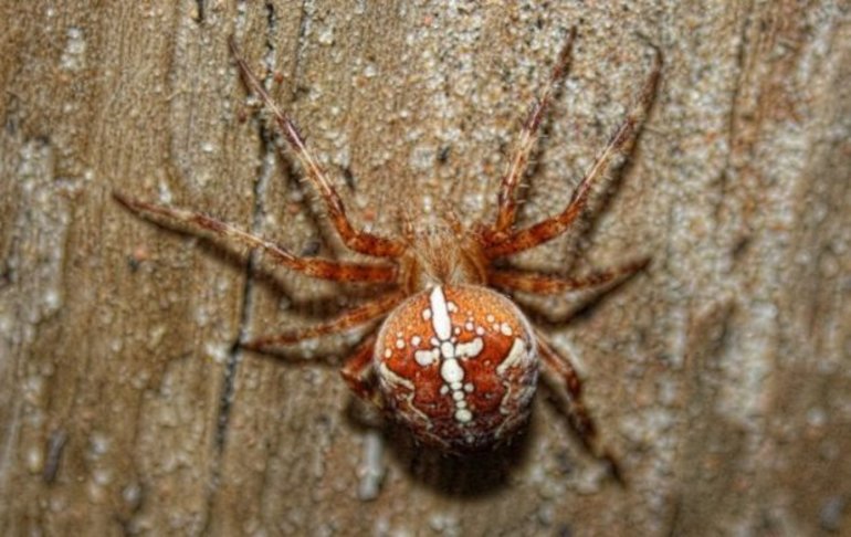 Spider cross-stitch photo