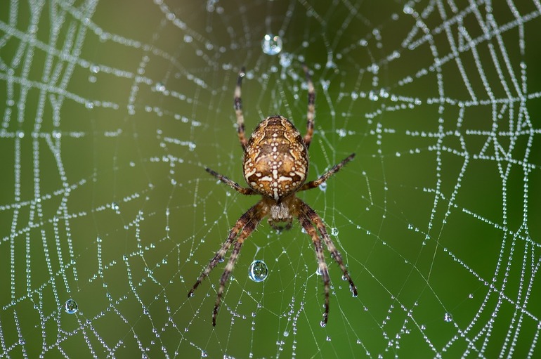 Cross spider coloring
