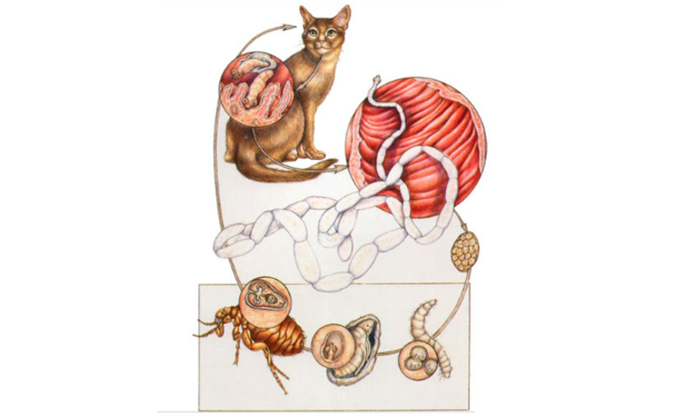 Котешки паразит