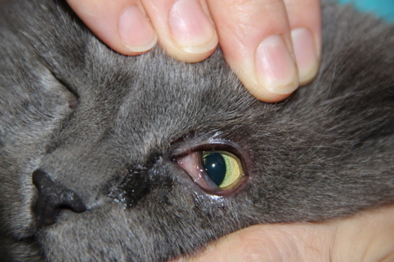 Purulent discharge from the eyes of a cat