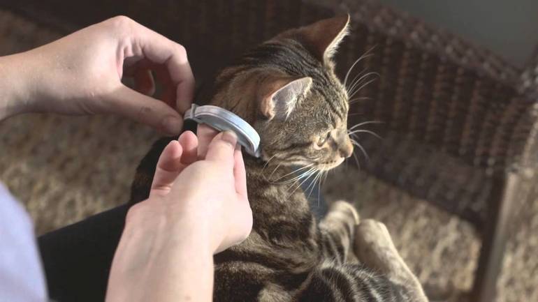 You need to train a cat to wear a collar,