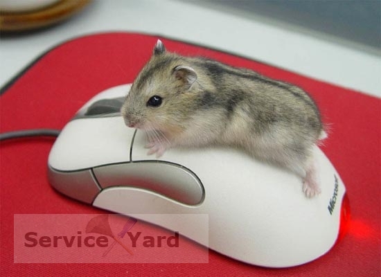Kawalan tikus