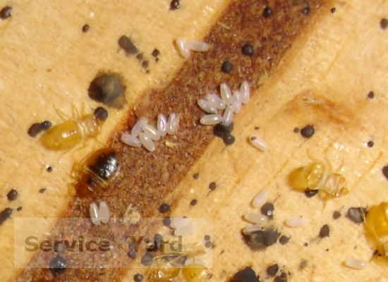 ใส่ลายน้ำ - bed-bug-larvae-1-550x400