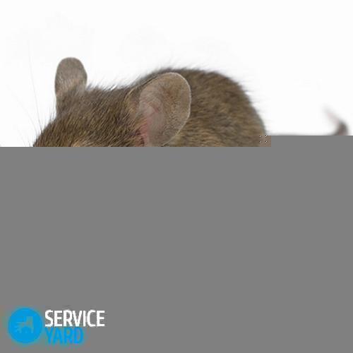 Como se livrar de ratos em uma casa particular?