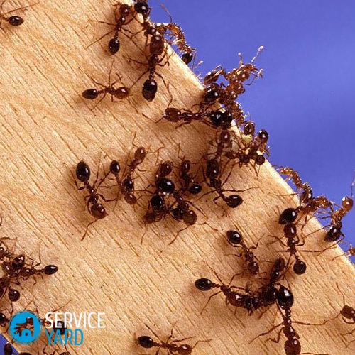 Mga remedyo sa bahay-para-pagpatay-ants