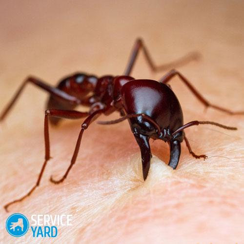 7-top-most-horrible-animals-in-the-world-siafu-ants-6-8870-siafu-ants