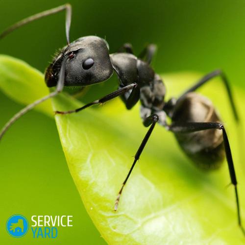 Preto-Formiga-Extrato-Pó-Hei-Ma-Yi-Polyrhachis-vicina-Roger